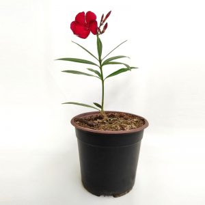 Nerium Oleander - Adelfa