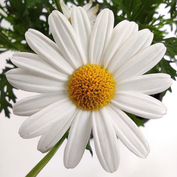 Bellis perennis - margarita blanca flor