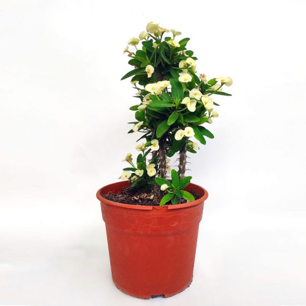 Euphorbia Siraya blanca