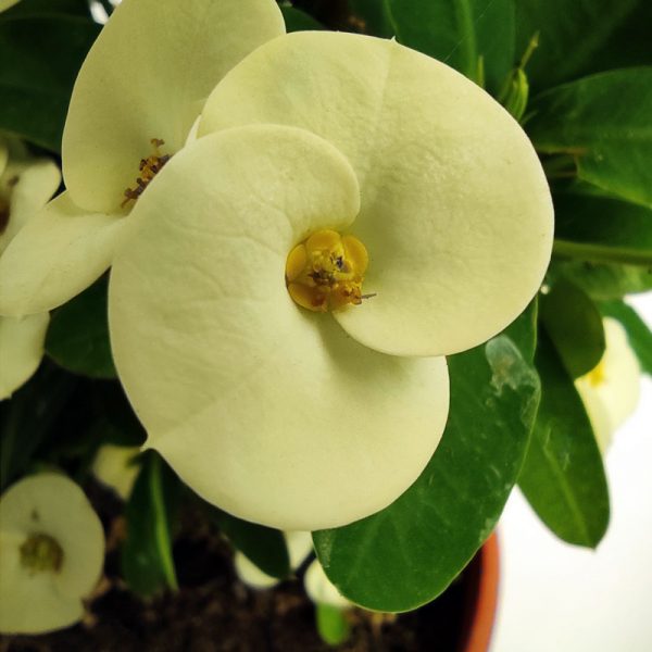Euphorbia Siraya blanca