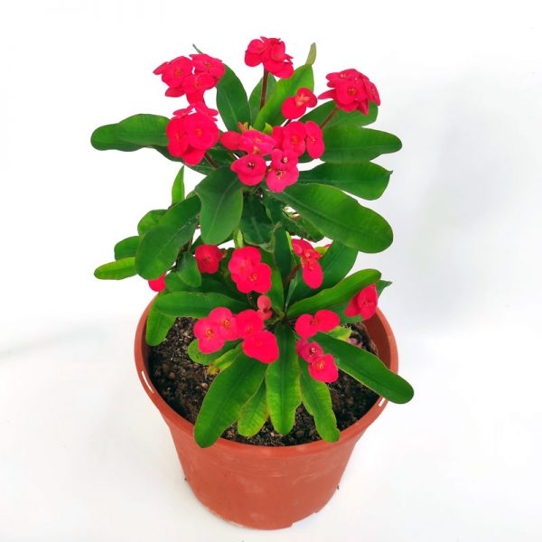 Euphorbia Siraya roja