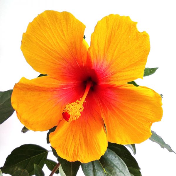 Hibiscus amarillo flor